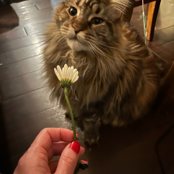 Shows!!!!! “Liked To Be Notified of My Live Show”. Give away. - Picture 15 of 16